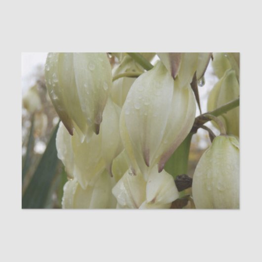 Yucca Plant  Tissuepapier (Voorkant)