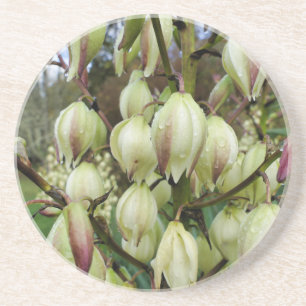 Yucca Plant Zandsteen Onderzetter