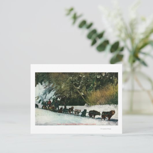 Yukon Dog Team dat door Alaska Canyon rijdt Briefkaart (Staand voorkant)