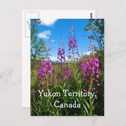 Yukon Fireweed Briefkaart (Voorkant / Achterkant)