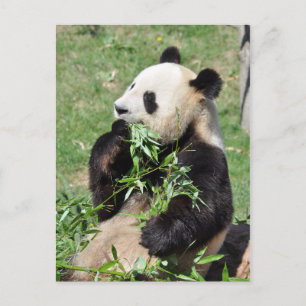 Yum Bamboo ! Carte postale Panda