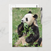 Yum Bamboo! Panda Briefkaart (Voorkant / Achterkant)