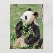 Yum Bamboo! Panda Briefkaart (Voorkant)