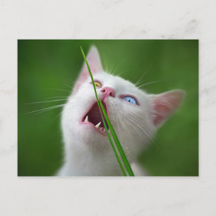 Yummy - Van Cat Briefkaart