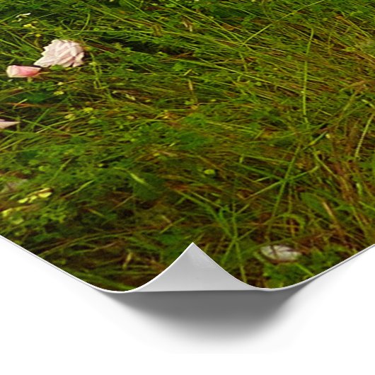 Yurok Loop Trail in Redwood National Park Poster (Hoek)