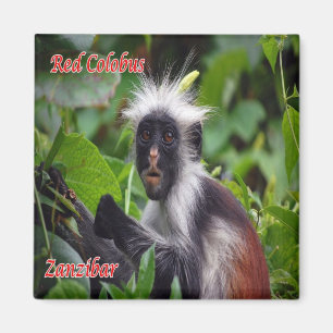 Z010 ZANZIBAR, Red Colobus, Tanzania, Fridge Magneet