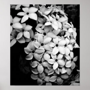 Z&W POSTER
