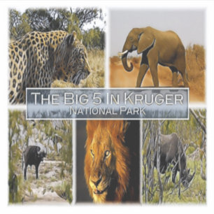 ZA * ZUID-AFRIKA - DE GROTE 5 in KRUGER N.P. Sticker