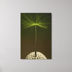 Zaad van een Dandelion foto op Canvas Afdruk