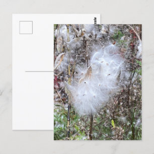 Zaad van Milroos en zijde Briefkaart