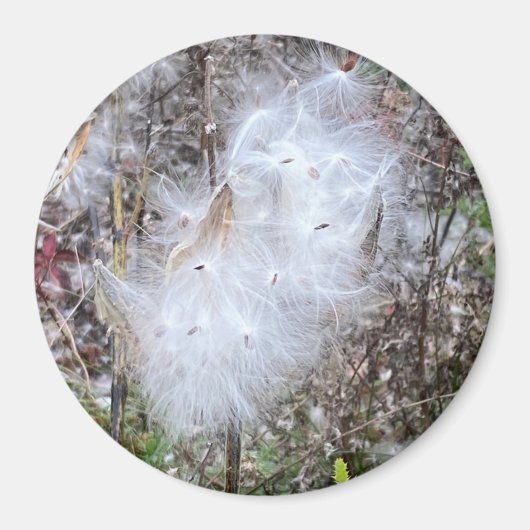 Zaaigoed en Kantoor van zijde Magneet (Voorkant)