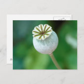 Zaaigoed met blaasbloem, Westerne cape Briefkaart (Voorkant / Achterkant)