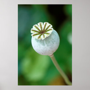 Zaaigoed met blaasbloem, Westerne cape Poster
