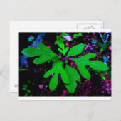 zaailing2 briefkaart (Voorkant / Achterkant)