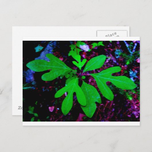 zaailing2 briefkaart (Voorkant / Achterkant)