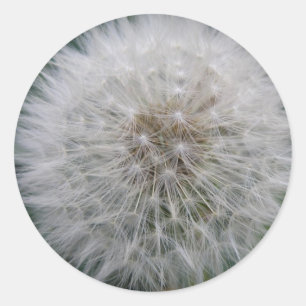 Zaaimachines voor deandelion ronde sticker