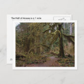 Zaal van Mosses in Hoh Rainforest Briefkaart (Voorkant / Achterkant)