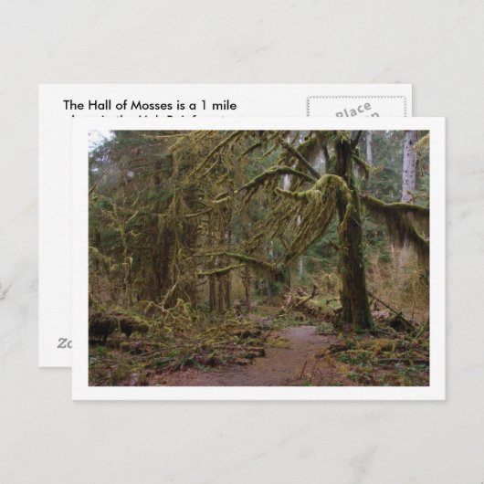Zaal van Mosses in Hoh Rainforest Briefkaart (Voorkant / Achterkant)