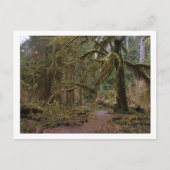 Zaal van Mosses in Hoh Rainforest Briefkaart (Voorkant)