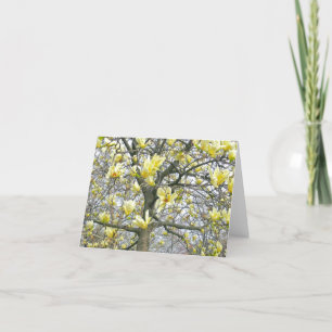 "ZACHT GELE BLOESEMS VAN MAGNOLIA BOOM" (FOTO) KAART