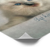 Zacht kat, Ragdoll kitten poster (Hoek)