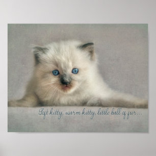 Zacht kat, Ragdoll kitten poster