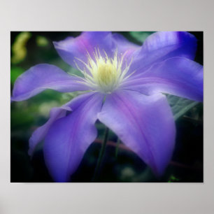 Zacht Paarse "Clematis Flower" Poster