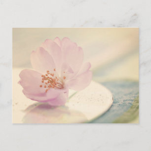 Zacht roze Cherry Blossom Flower Briefkaart