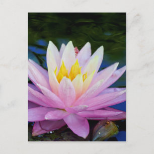 Zacht roze waterlily briefkaart
