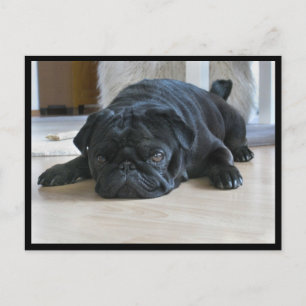 Zachte en luie zwarte pug puppy ansichtkaart briefkaart