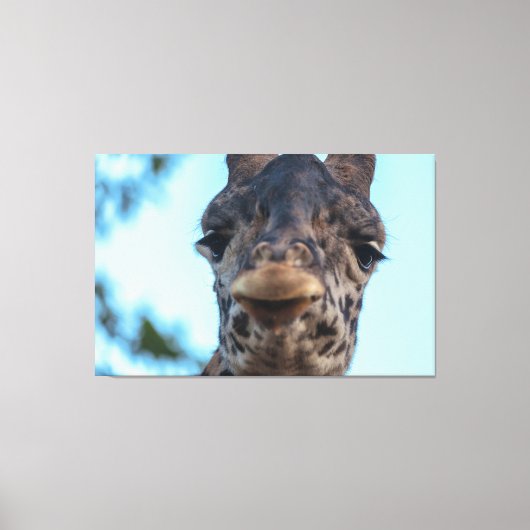Zachte Giraffe Canvas Afdruk (Voorkant)