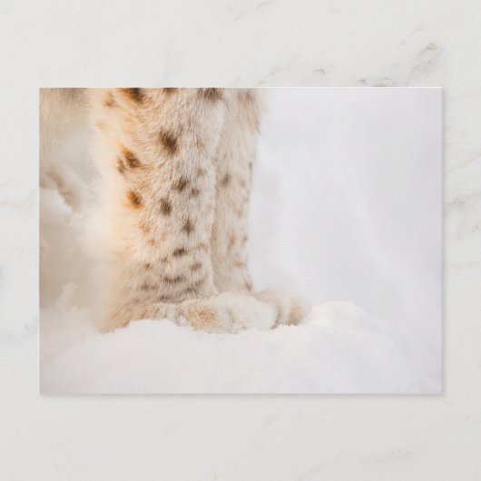 Zachte gouden lynxpoten in de sneeuw briefkaart (Voorkant)