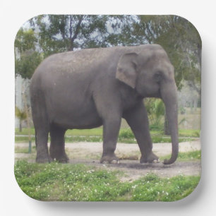 Zachte Grijze Aziatische Olifant Kunstwerk Papieren Bordje