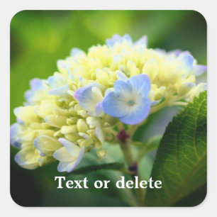 Zachte hydrangea ventilator, speciaal aangepast vierkante sticker