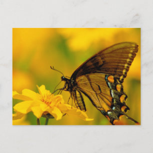 Zachte landing briefkaart