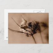 zachte landing briefkaart (Voorkant / Achterkant)