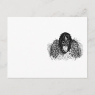 Zachte orang-oetan zwart-witte aap tekening briefkaart
