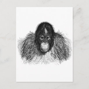 Zachte orang-oetan zwart-witte aap tekening briefkaart