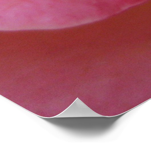 Zachte peach (1) Poster (Hoek)