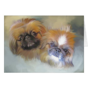 Zachte Pekingese Duo