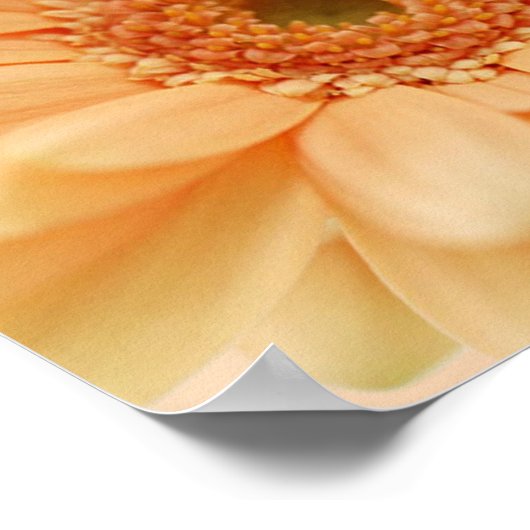 Zachte perzikkleur van Daisy-gerbera. Afdrukken Poster (Hoek)