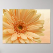 Zachte perzikkleur van Daisy-gerbera. Afdrukken Poster (Voorkant)