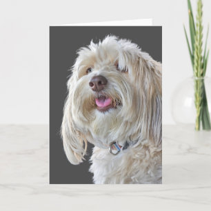 Zachte Poodle voor verjaardag Kaart