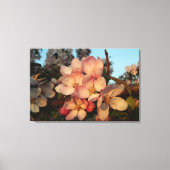Zachte roze appel bloesems verpakt canvas print (Voorkant)