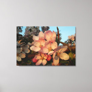 Zachte roze appel bloesems verpakt canvas print