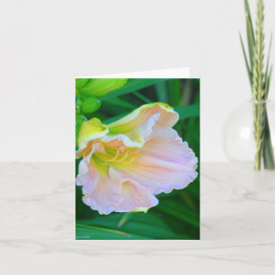 "ZACHTE ROZE EN GELE DAG LELIE / LIJKT OP ZEE SHEL KAART