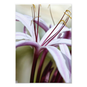 Zachte Roze Lelie Bloem Botanische Foto Kunst Afdruk
