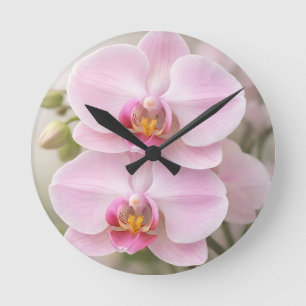 Zachte Roze Phalaenopsis Orchidee Ronde Klok