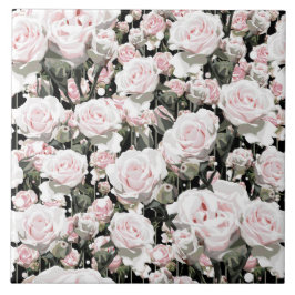 Zachte roze rozen tegeltje