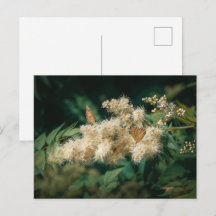 Zachte Witte Bloesems met Vlinders